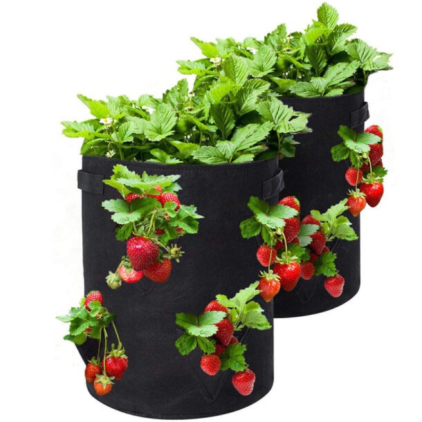Grow, strawberries, handles, pockets