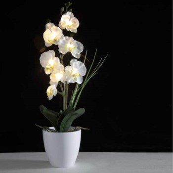 Eternal Glowing Orchid