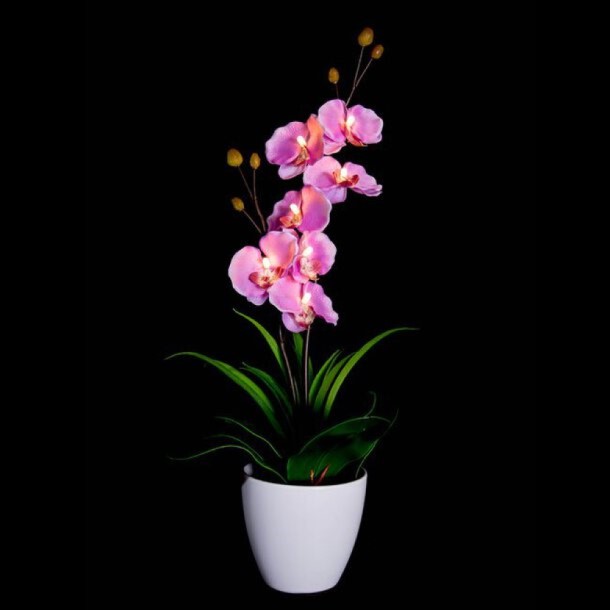 plants, lights, decoration