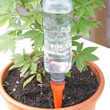 Automatic Watering Spikes (Set Of 8)