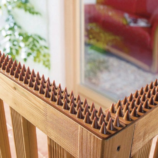 security, spikes, garden