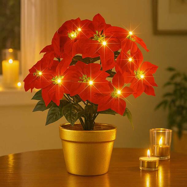 christmas, lights, poinsettia